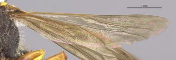 Media type: image;   Entomology 13770 Aspect: Wing hind